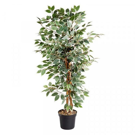 Weeping Fig Tree - 130cm